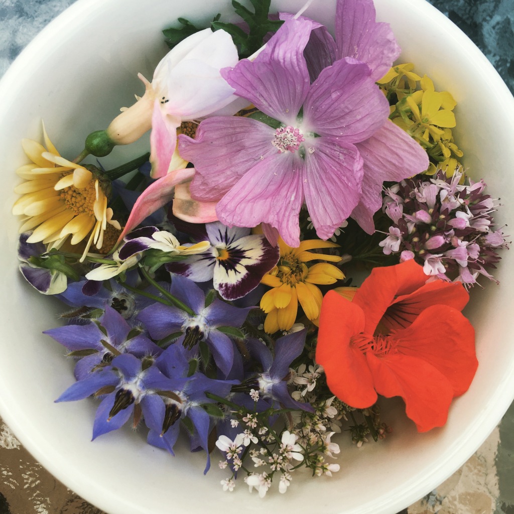 Edible Flowers – Not a Horticulturist